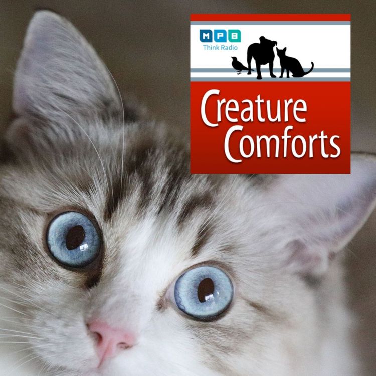 cover art for Creature Comforts | Pet Day - February 2022