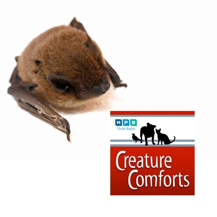 cover art for Creature Comforts | Katelin Cross's Mammals