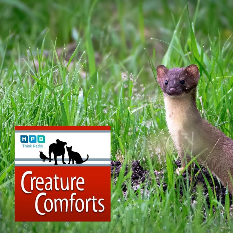 cover art for Creature Comforts | Weasels, Minks, and Beetles
