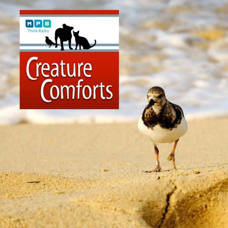 cover art for Creature Comforts | Wind Birds w/ Jason Hoeksema