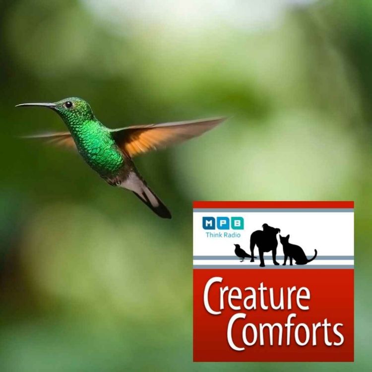 cover art for Creature Comforts | Migratory Birds