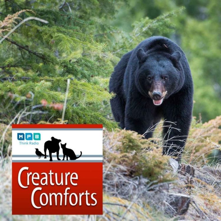 cover art for Creature Comforts | Black Bear