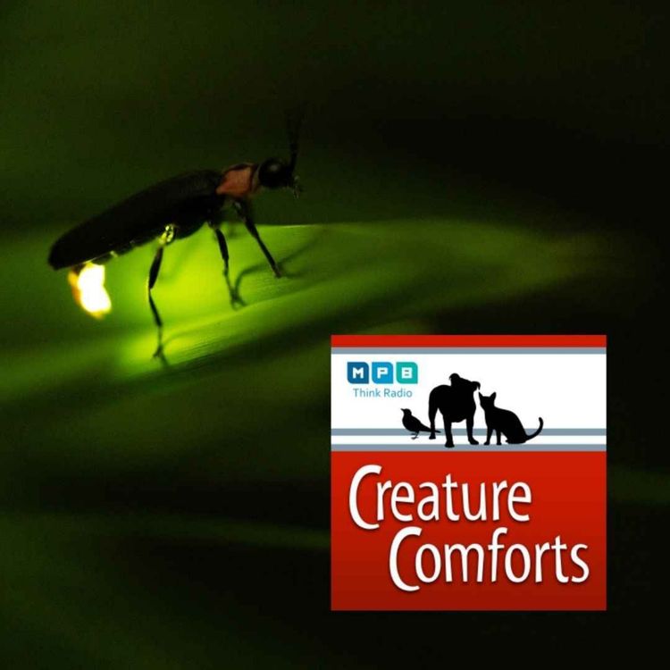 cover art for Creature Comforts | Firefly Nights