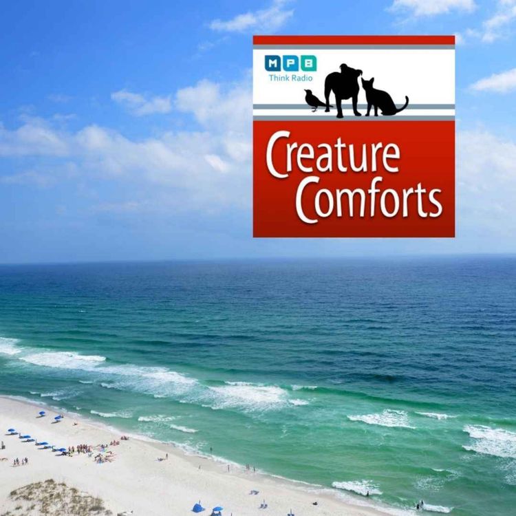 cover art for Creature Comforts | Healthy Gulf - Matt Rota