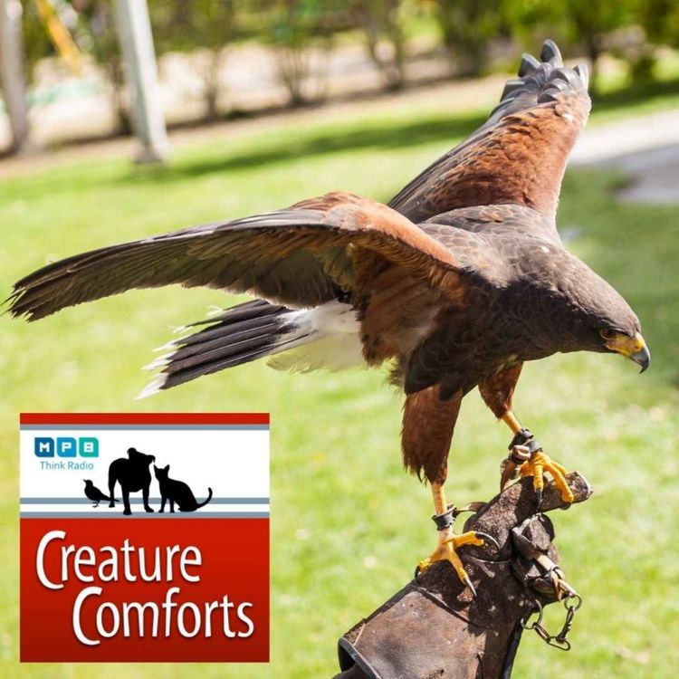 cover art for Creature Comforts | Falconry with Dr. Jennifer Coulson