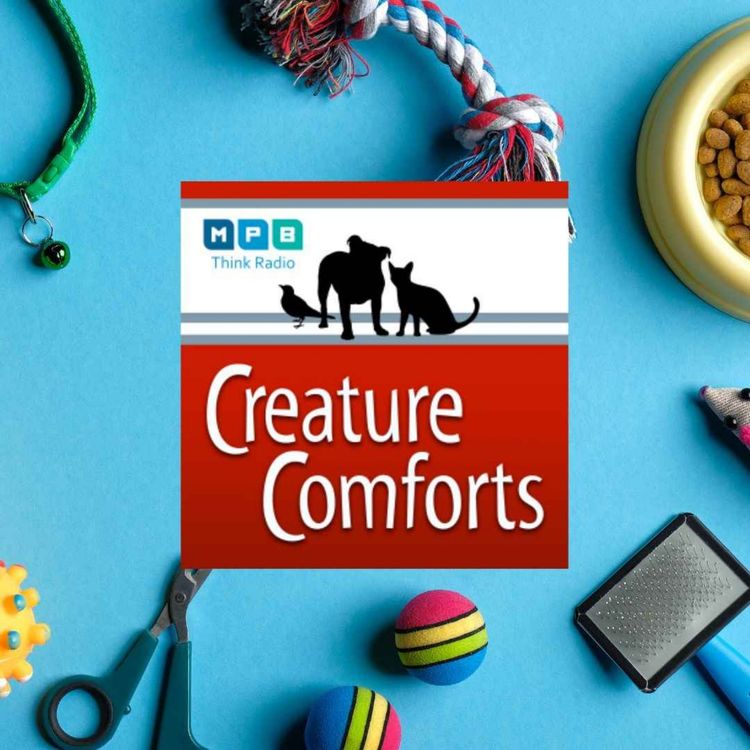 cover art for Creature Comforts | Pet Day - June 2022