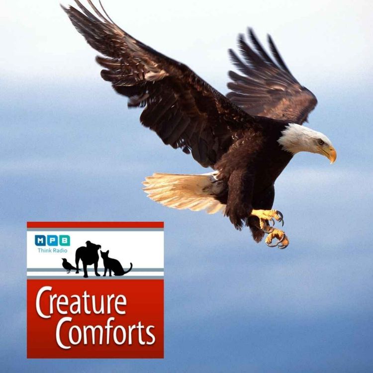 cover art for Creature Comforts | Eagle Eyes