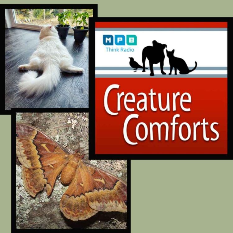 cover art for Creature Comforts | Backyard Splooting