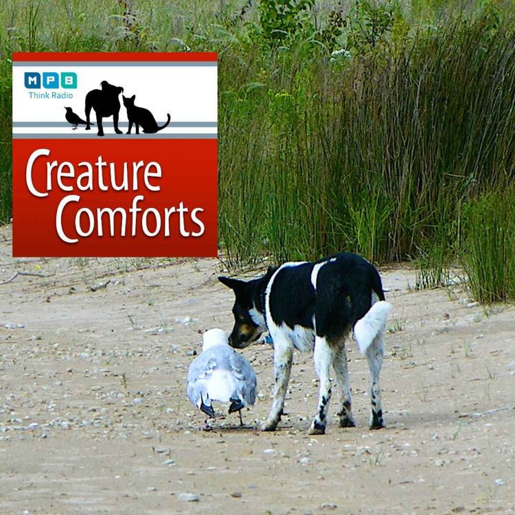 cover art for Creature Comforts | Nature Conservancy