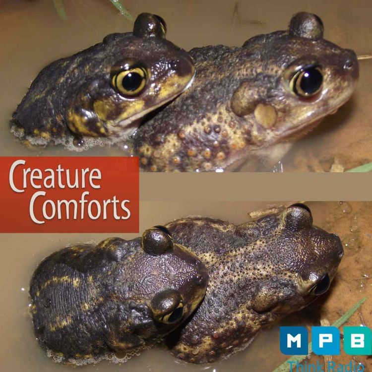 cover art for Creature Comforts | Rain and Frogs