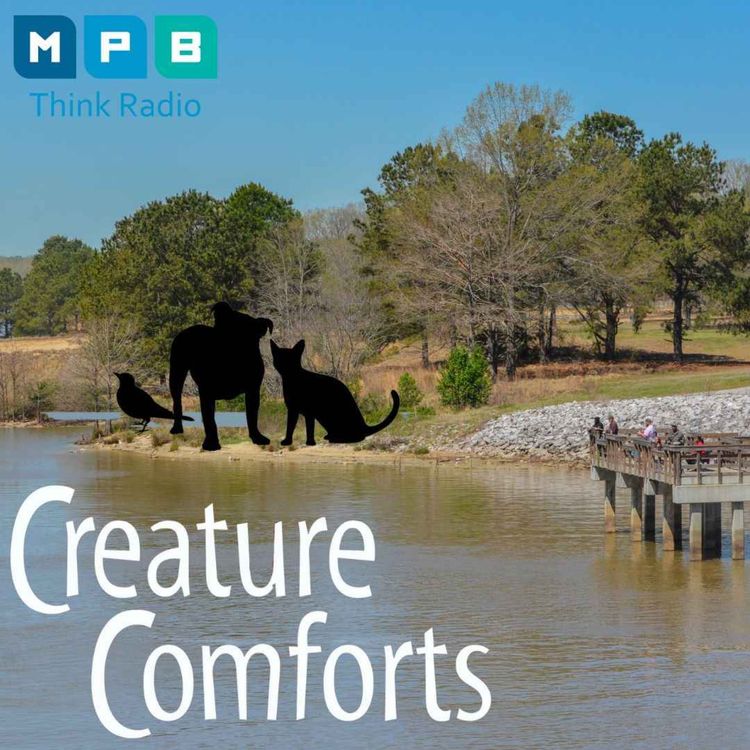 cover art for Creature Comforts | Ramps and Piers