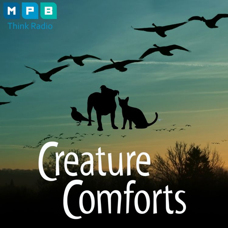cover art for Creature Comforts | Migratory Birds of Mississippi