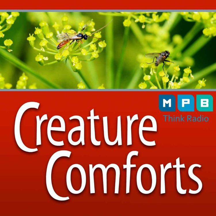 cover art for Creature Comforts | Fall Bug Population