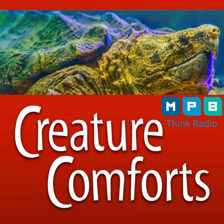 cover art for Creature Comforts | Alligator Snapping Turtles