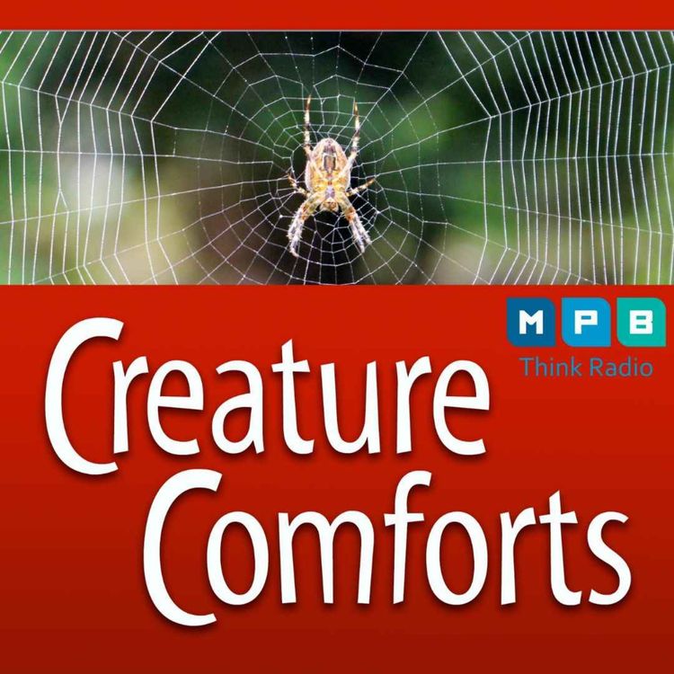 cover art for Creature Comforts | Spiders