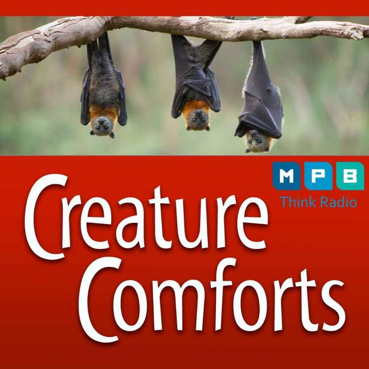 cover art for Creature Comforts | Bats