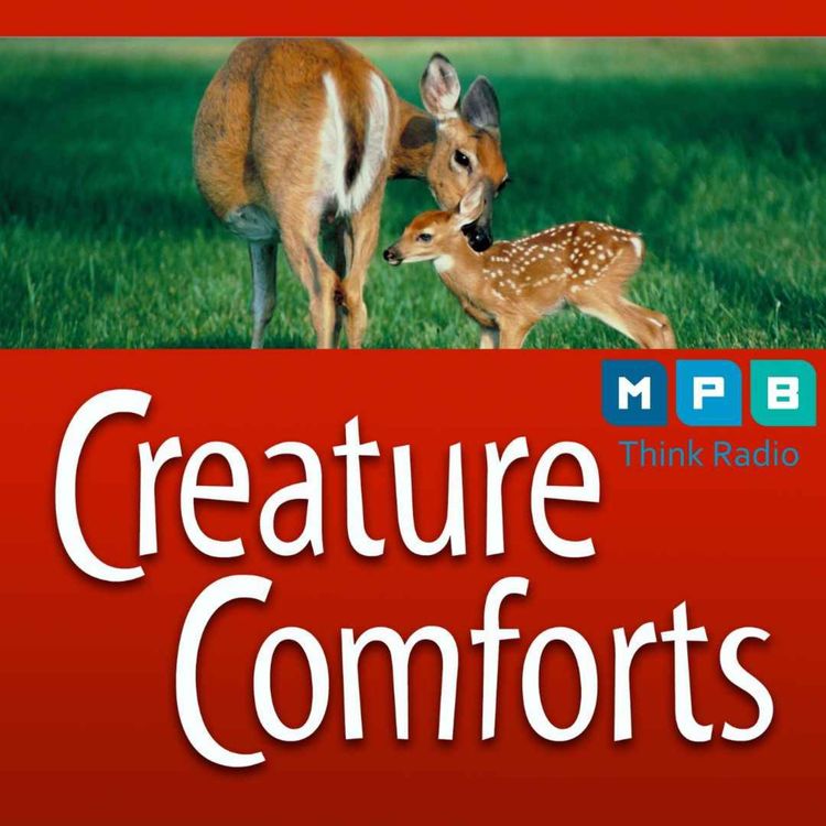 cover art for Creature Comforts | Deer Day