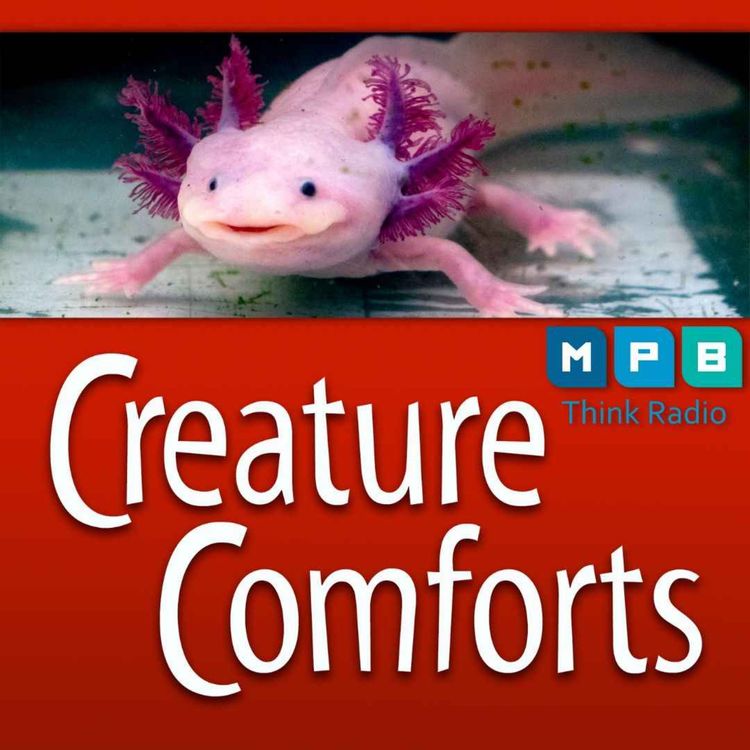 cover art for Creature Comforts | Cold-Blooded Animals