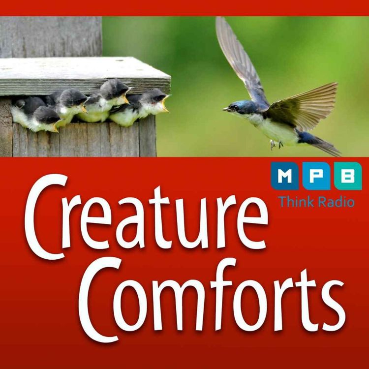 cover art for Creature Comforts | Bird Box with Joe Magee