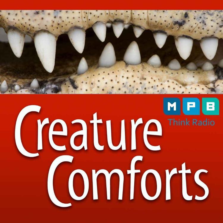cover art for Creature Comforts | American Alligator