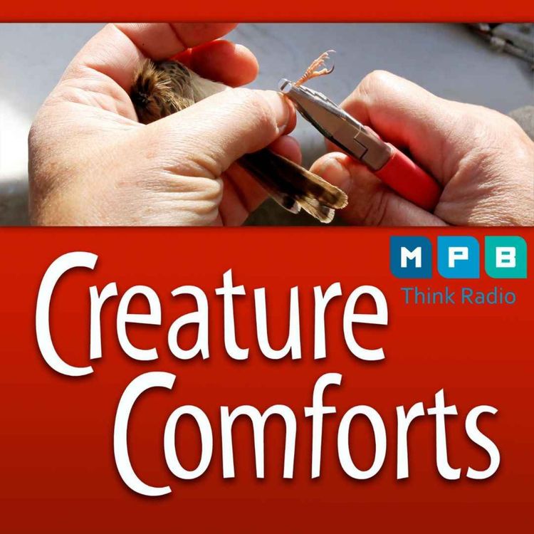 cover art for Creature Comforts | Bird Banding & Hummingbirds