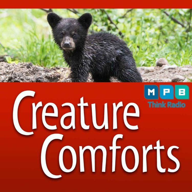cover art for Creature Comforts | Mississippi Black Bears