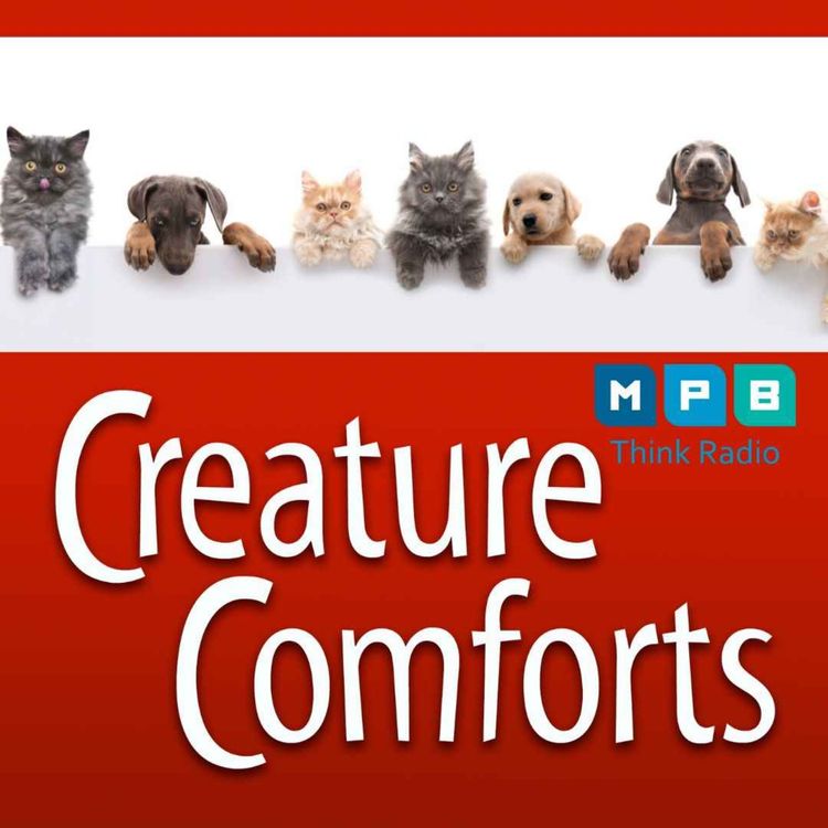 cover art for Creature Comforts | Let's Talk About Pets