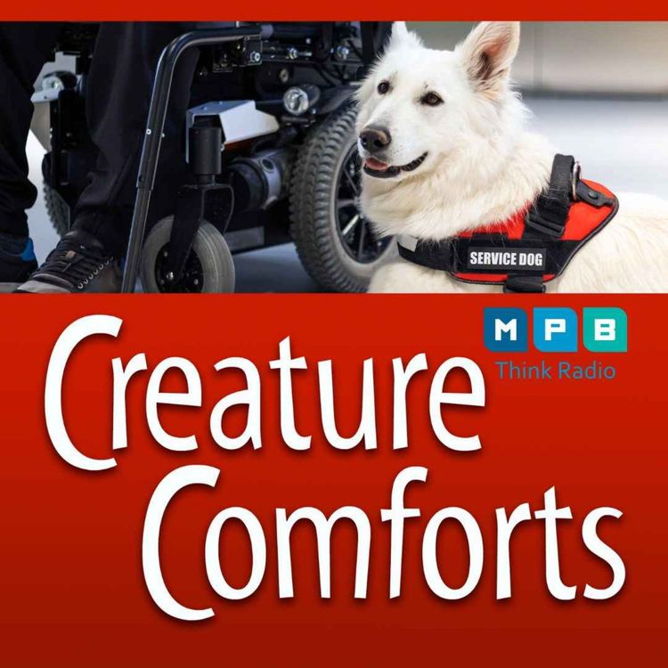cover art for Creature Comforts | Service Animals