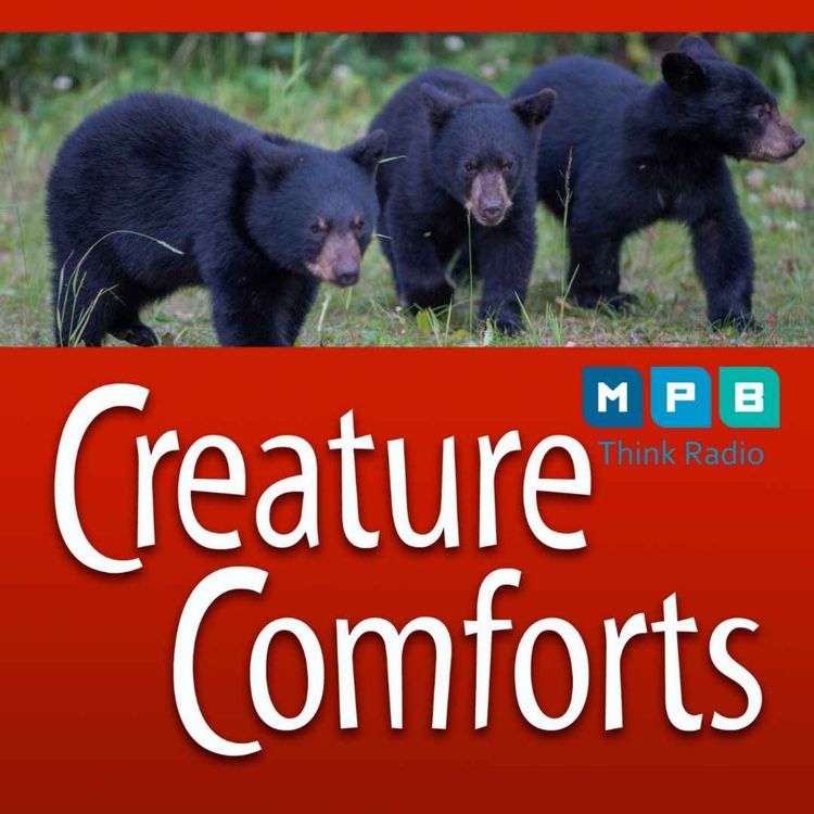 cover art for Creature Comforts | Black Bear Updates