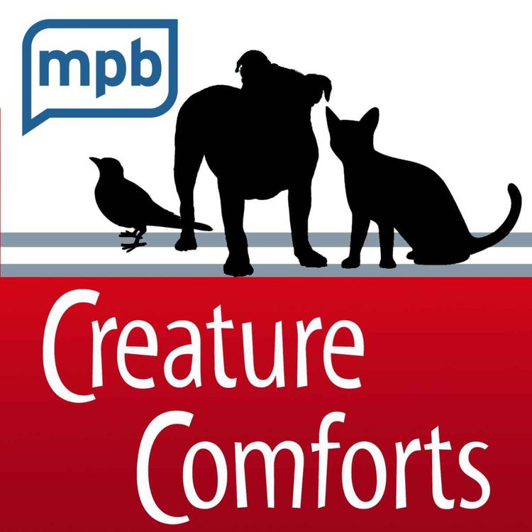 cover art for Creature Comforts | Pet Day - June 2024