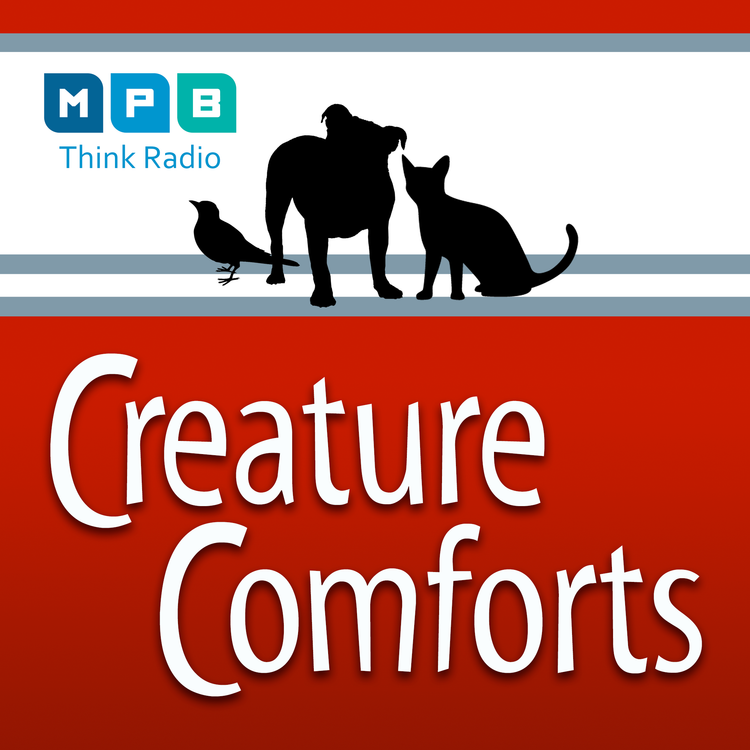 cover art for Creature Comforts | All Pet Day - November 2022