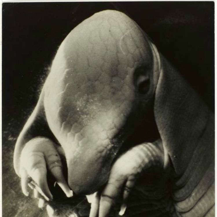 cover art for 4 - Expérience surréaliste