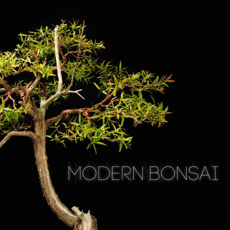 cover art for Modern Bonsai Episode 24 " Australian Native Bonsai " Ft Stephen Cullum