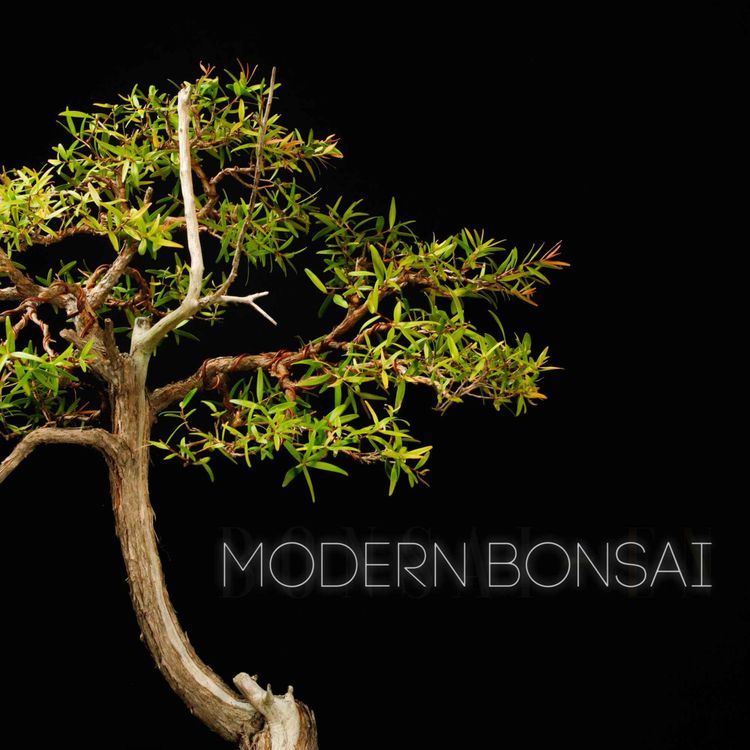 cover art for Modern Bonsai Episode 25 "Teaching The Kids" Ft Matt Ball
