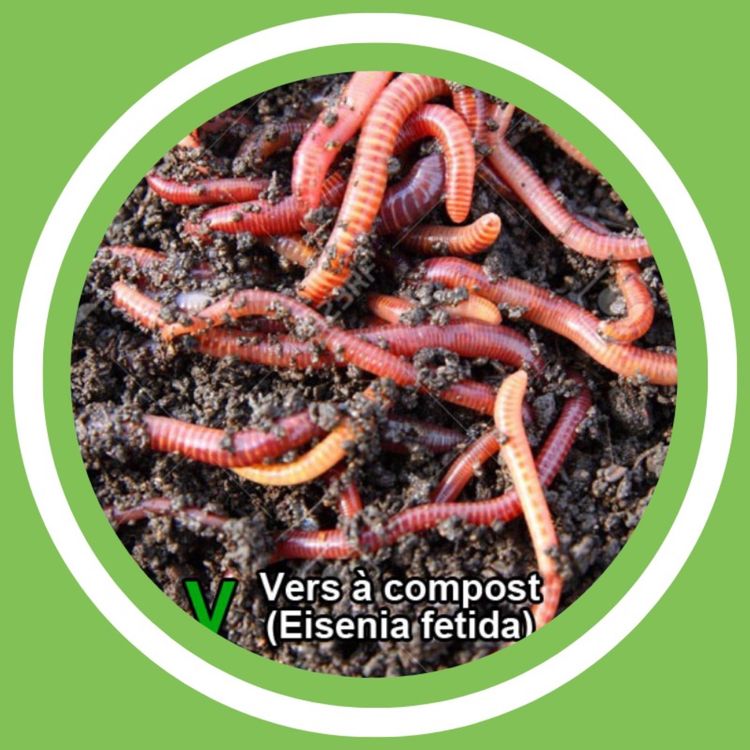 cover art for #133 - Didier Boulvin (Maître composteur) - Le vermicompost (FR)