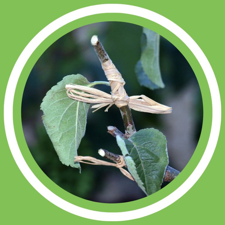 cover art for #125 - Jeanne Delaurent - Les arbres fruitiers (FR)