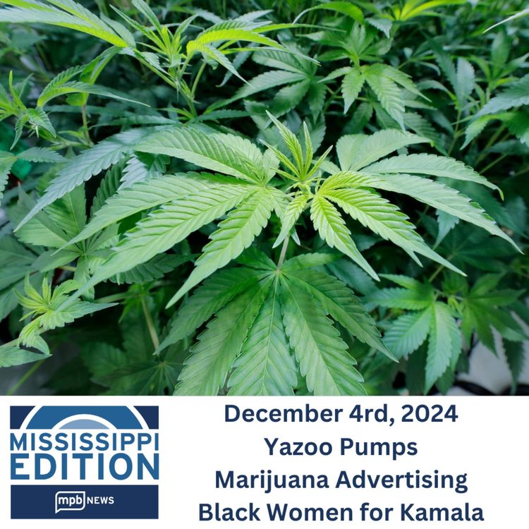 cover art for 12/04/2024: Yazoo Pumps | Marijuana Advertising | Black Women for Kamala