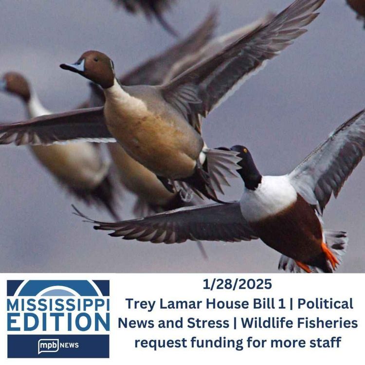 cover art for 01/28/2025 Trey Lamar House Bill 1 | Political News and Stress | Wildlife Fisheries request funding for more staff