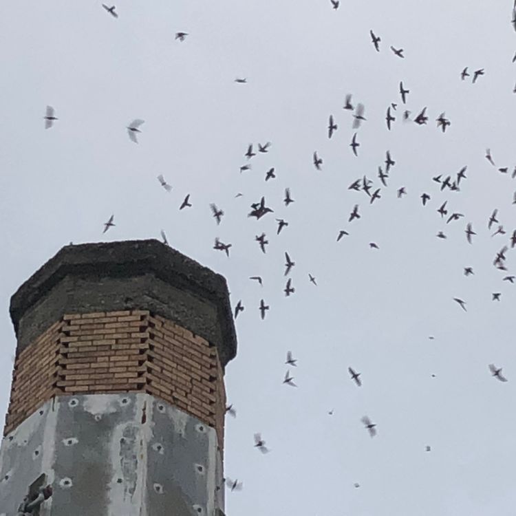 cover art for The Chapman Swifts