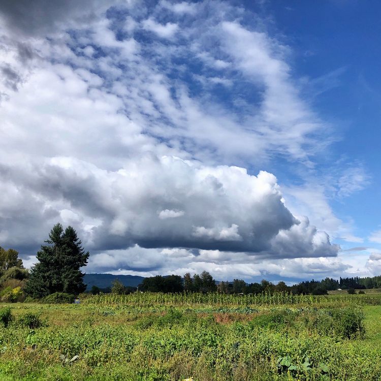 cover art for Sauvie Island Jubilee