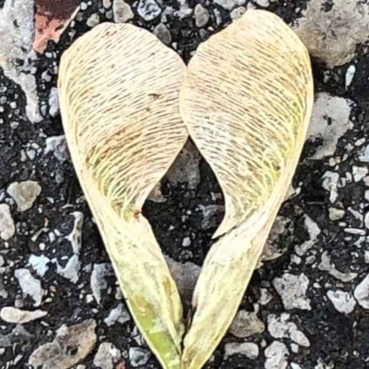 cover art for The Catherine Thomas Podcast - "Give Love, Find Beauty"