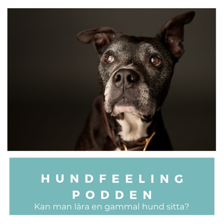 cover art for Kan man lära en gammal hund sitta?