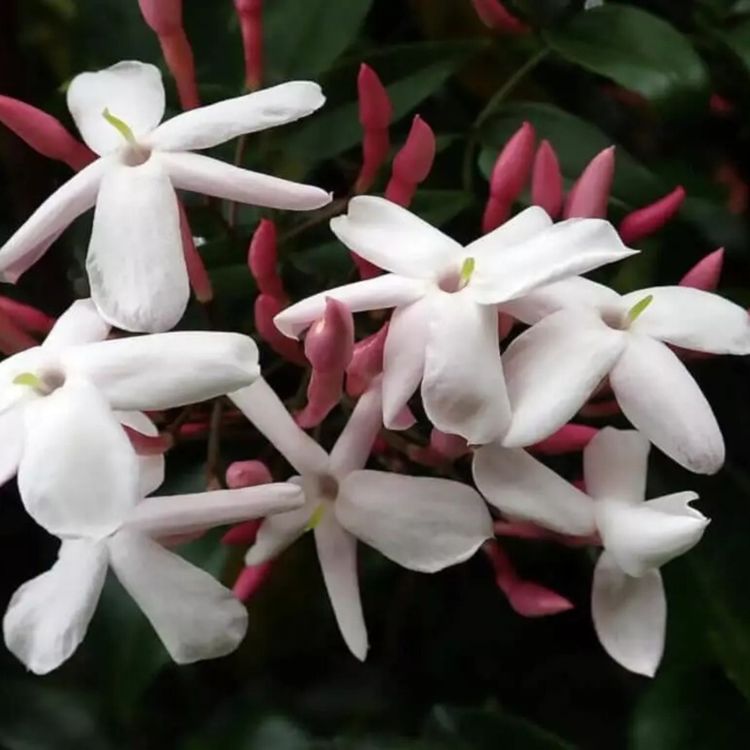 cover art for 11 zastosowań olejku eterycznego z jaśminu