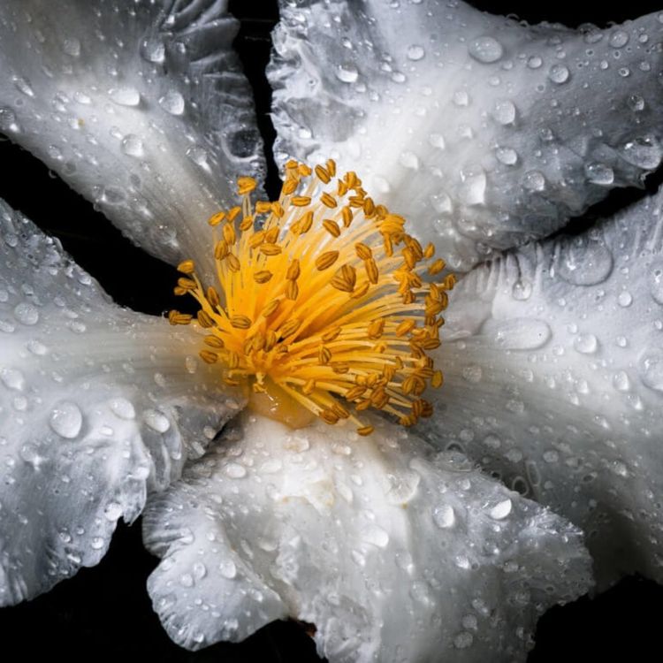 cover art for Nastrój swój nastrój - jak roślina w płynie wpłynie na twoje samopoczucie