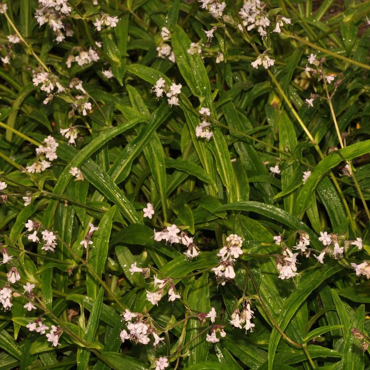 cover art for Spikenard – Olejek nardowy ( Nardostachys jatamansi )