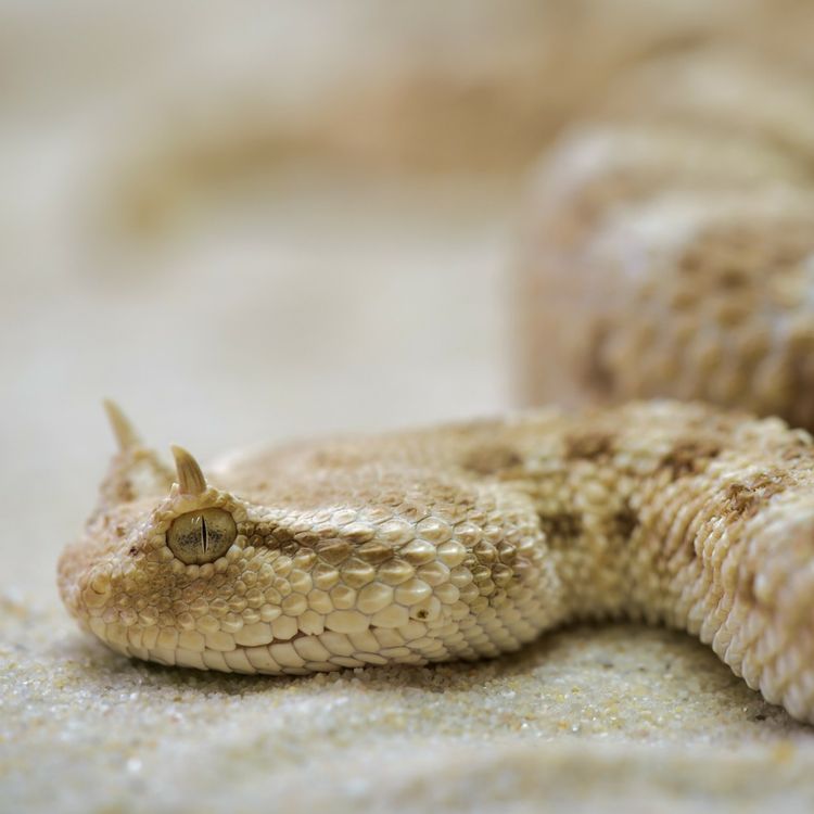 cover art for Les reptiles dans l'adversité tunisienne