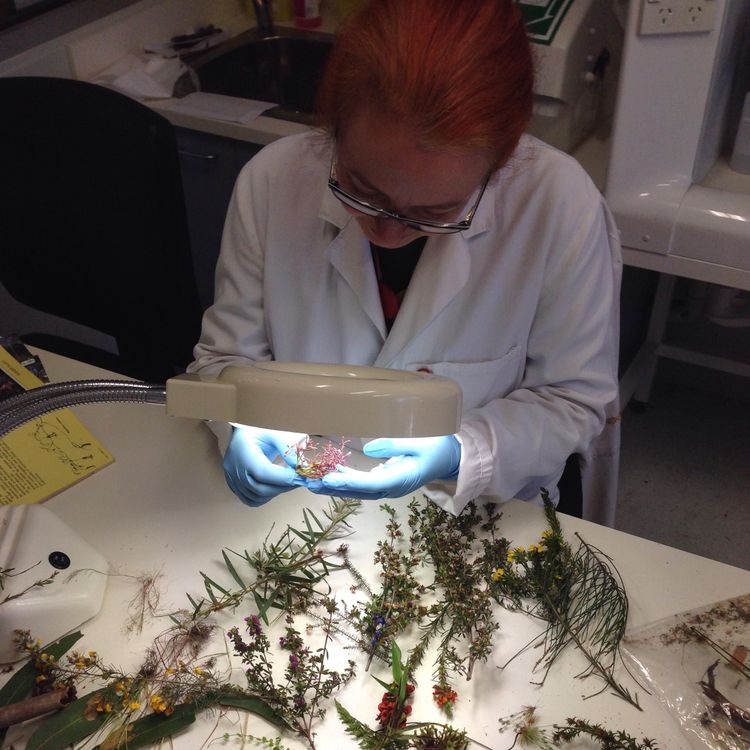 cover art for Emily, The Forensic Botanist