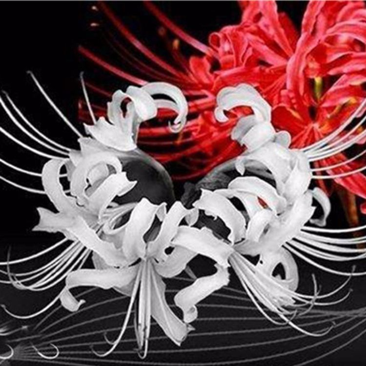 cover art for 彼岸花:情不为因果,缘注定生死