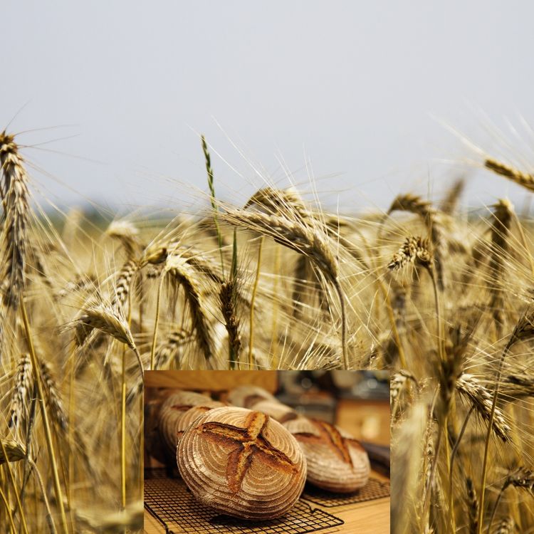 cover art for A short history of bread