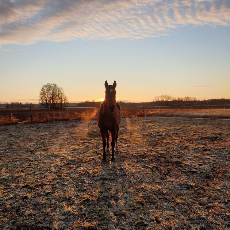 cover art for Sista Avsnittet för 2019